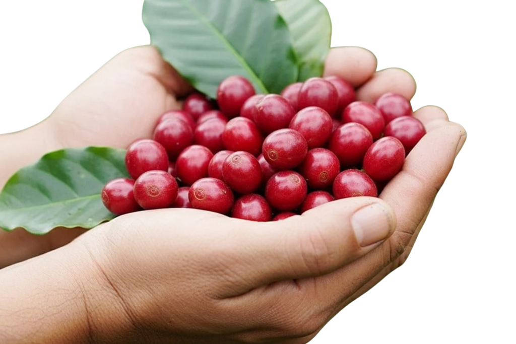 coorg plantation